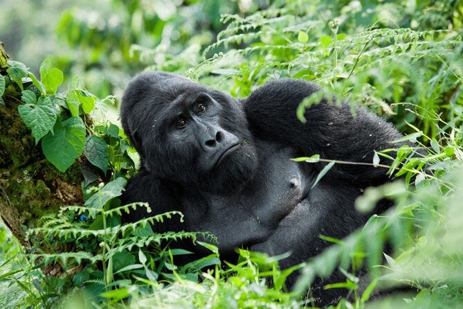 07-Days Murchison Falls, Queen Elizabeth & Gorillas Safari - A big Uganda sampler in seven days