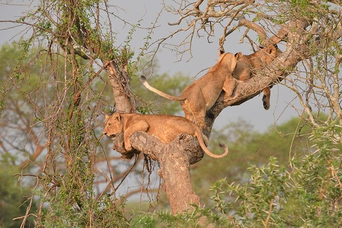 07-Days Murchison Falls, Queen Elizabeth & Gorillas Safari - Day 5: into the Kigezi Highlands