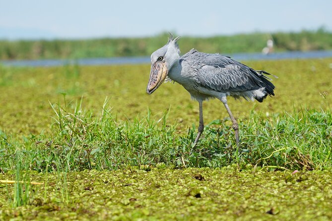 1/2 Mabamba Swamp Shoebill Tour - Key points before you book