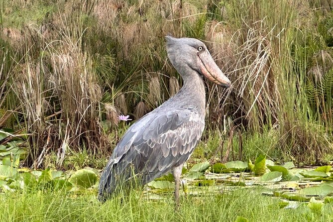 1/2 Mabamba Swamp Shoebill Tour - The 8:00 am start from Entebbe Airport