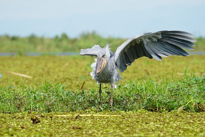 1/2 Mabamba Swamp Shoebill Tour - Finding the shoebill in Mabamba Swamp