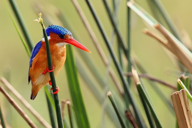 1/2 Mabamba Swamp Shoebill Tour - What is included, and what you need to arrange