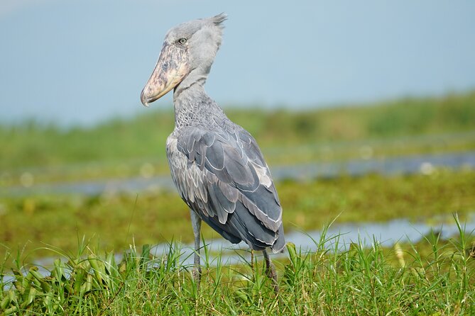 1/2 Mabamba Swamp Shoebill Tour - The route beyond the swamp