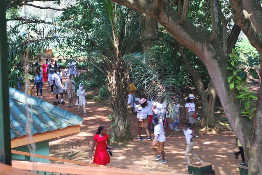 1-Day Best of Entebbe City Guided Walking Tour - Chimpanzee conservation, and a stop worth confirming