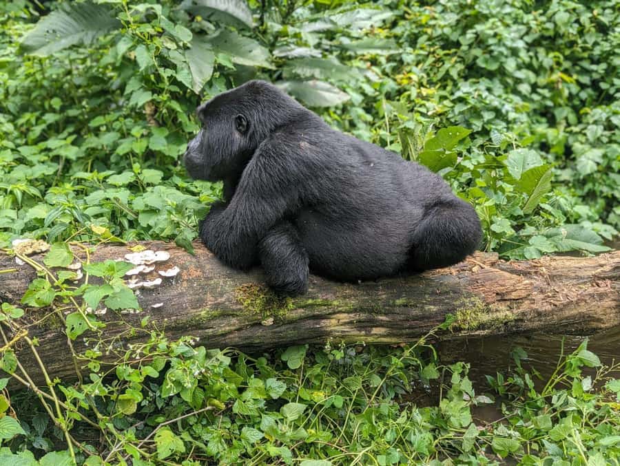 1 Day Gorilla Tour in Bwindi from Kigali - The real shape of this Kigali to Bwindi day trip