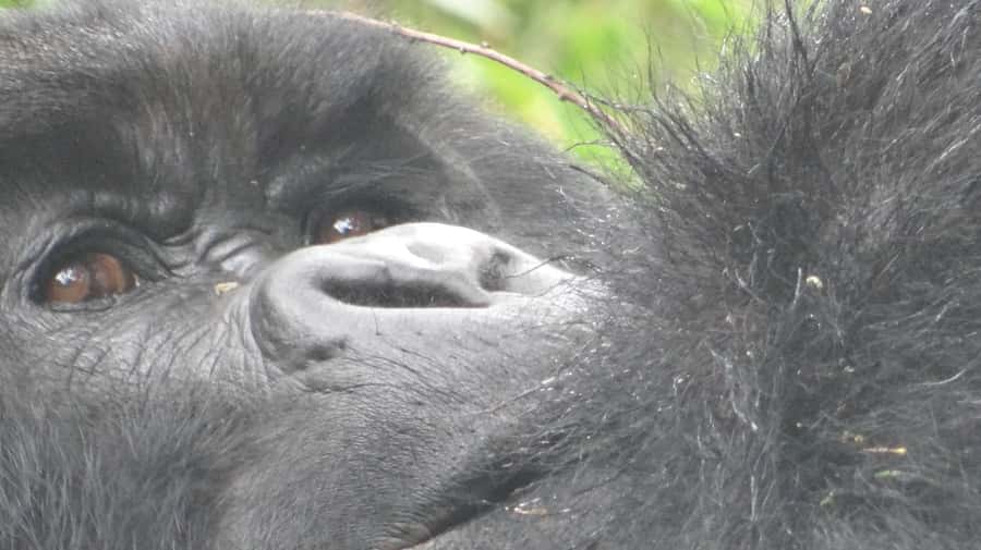 1 Day Gorilla Tour in Bwindi from Kigali - Crossing from Rwanda into Uganda