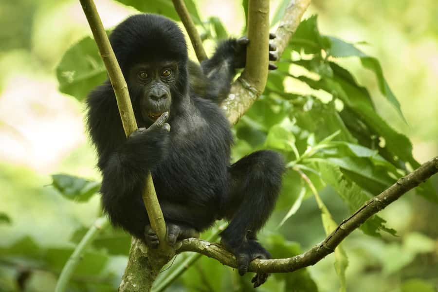 1 Day Gorilla Tour in Bwindi from Kigali - Lunch after the forest