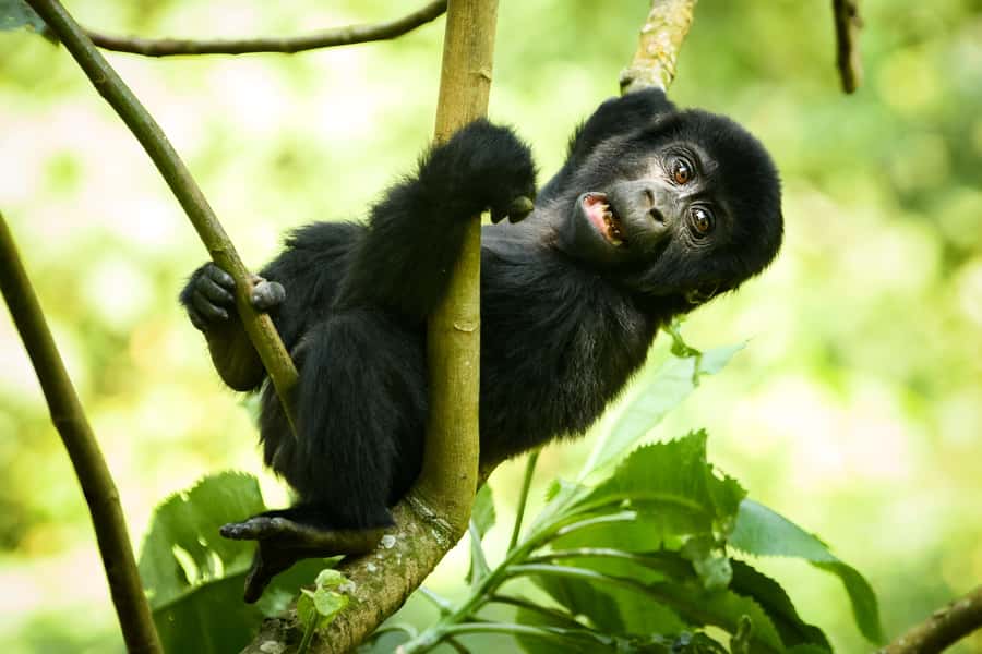 1 Day Gorilla Tour in Bwindi from Kigali - What the strong feedback tells you