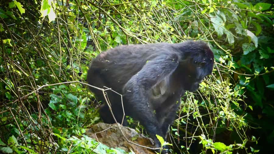 1 Day Gorilla Tour in Bwindi from Kigali - The park briefing before the forest