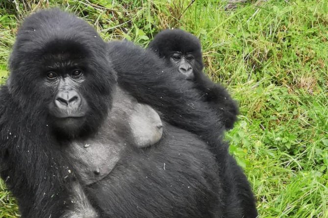 1 Day Gorilla Trekking Mgahinga Gorilla NP & Lake Bunyonyi - From Lake Bunyonyi to the ranger station
