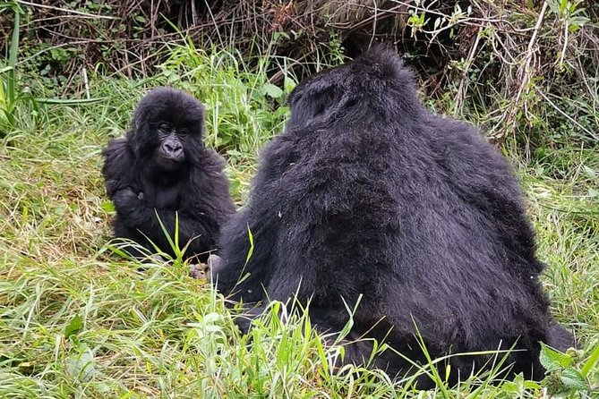 1 Day Gorilla Trekking Mgahinga Gorilla NP & Lake Bunyonyi - Hiking into Mgahinga or Bwindi