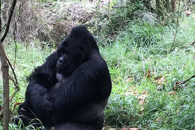 1 Day Gorilla Trekking Mgahinga Gorilla NP & Lake Bunyonyi - One hour with a gorilla family