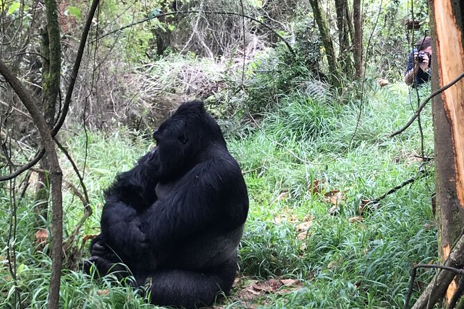 1 Day Gorilla Trekking Mgahinga Gorilla NP & Lake Bunyonyi - Returning to the ranger station and Lake Bunyonyi