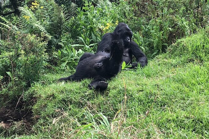 1 Day Gorilla Trekking Mgahinga Gorilla NP & Lake Bunyonyi - Who will enjoy this trek most?