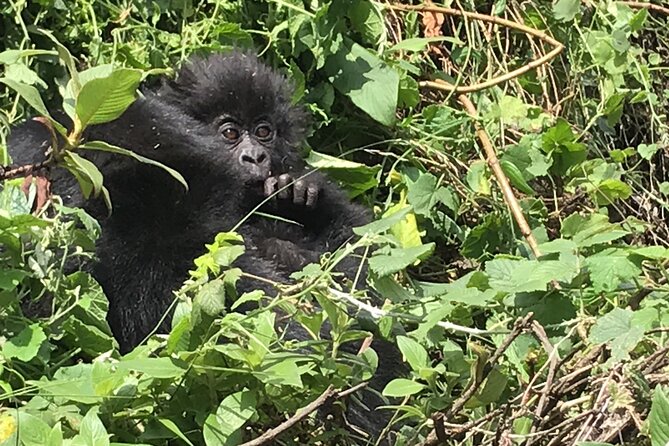 1 Day Gorilla Trekking Mgahinga Gorilla NP & Lake Bunyonyi - Booking details that matter