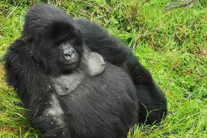 1 Day Gorilla Trekking Mgahinga Gorilla NP & Lake Bunyonyi - The ranger briefing before the forest