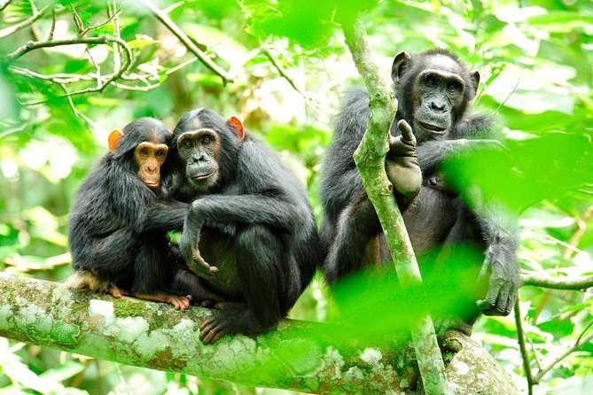 1 Day Kibale National Park - Chimpanzee tracking is the heart of the day