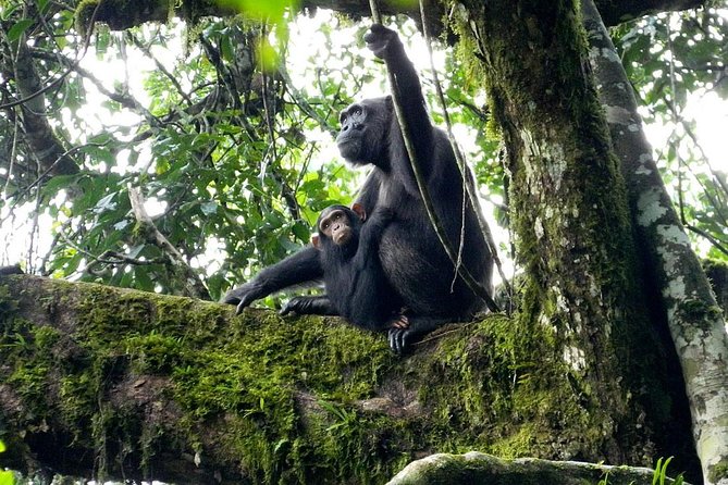 1 Day Kibale National Park - A full day from Fort Portal