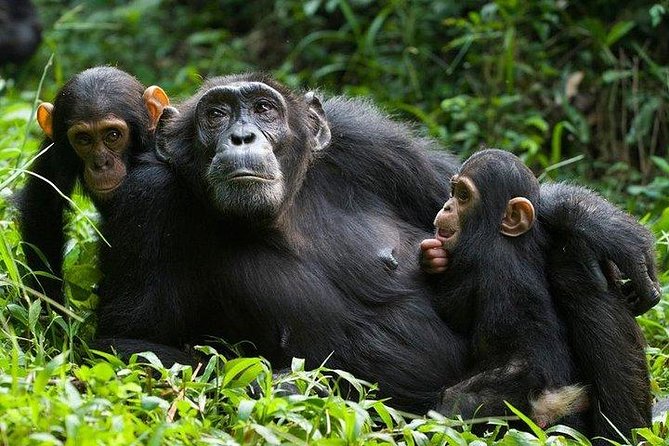 1 Day Kibale National Park - Why the forest guide matters