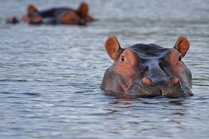 1 Day Lake Mburo National Park Short Safari from Kampala - The 6:00 am departure from Kampala
