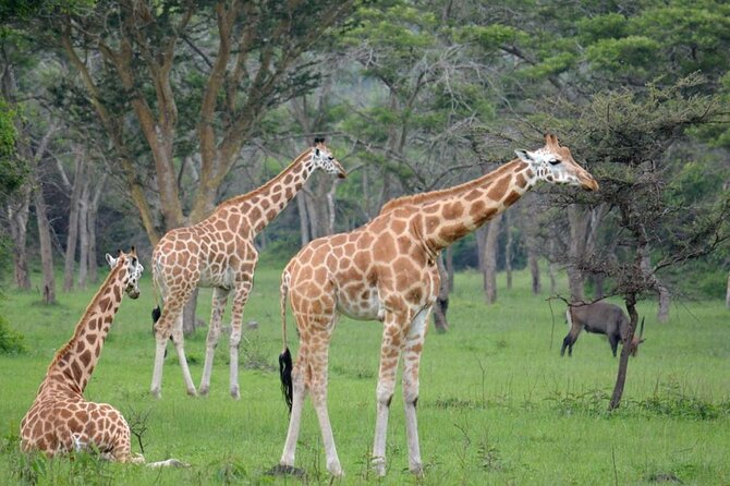 1 Day Lake Mburo National Park Short Safari from Kampala - Entering Lake Mburo National Park