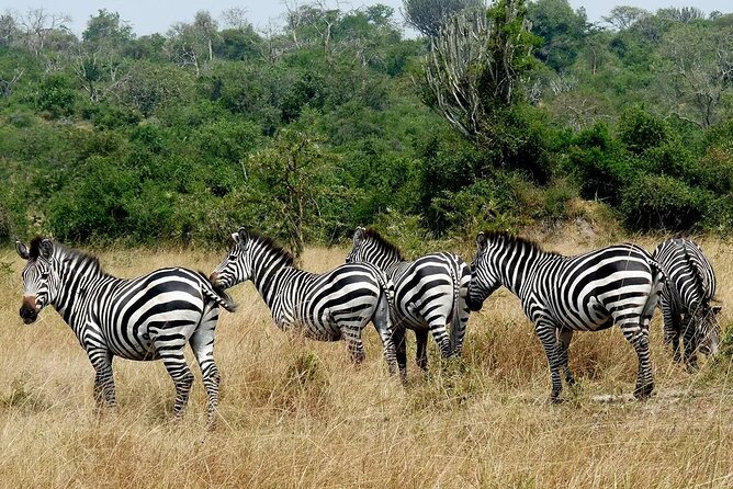 1 Day Lake Mburo National Park Short Safari from Kampala - A private tour changes the feel of the day