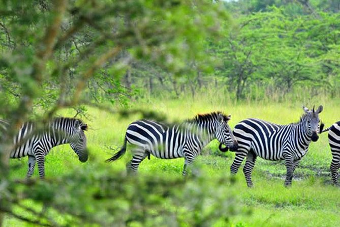 1 Day Lake Mburo Tour from Kampala - Why Lake Mburo works for a one-day safari
