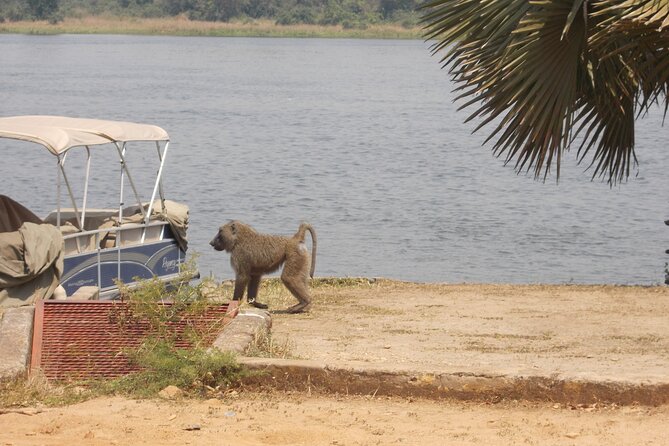 1 Day Lake Mburo Wildlife Safari - Leaving at 6:00 am from Kampala