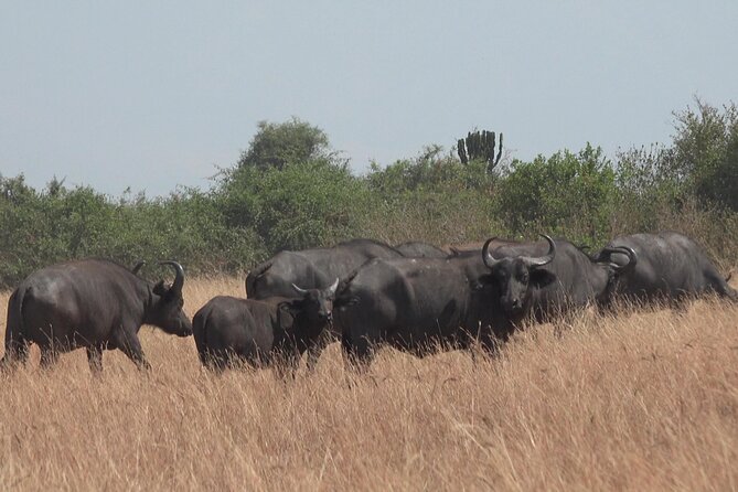 1 Day Lake Mburo Wildlife Safari - What makes the experience suitable for different visitors