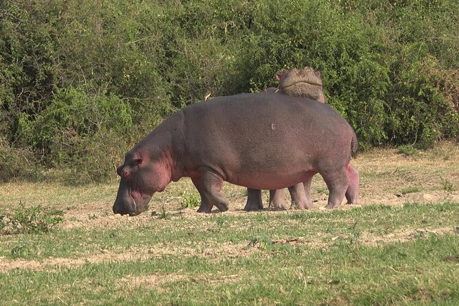 1 Day Lake Mburo Wildlife Safari - Weather, cancellation, and simple planning
