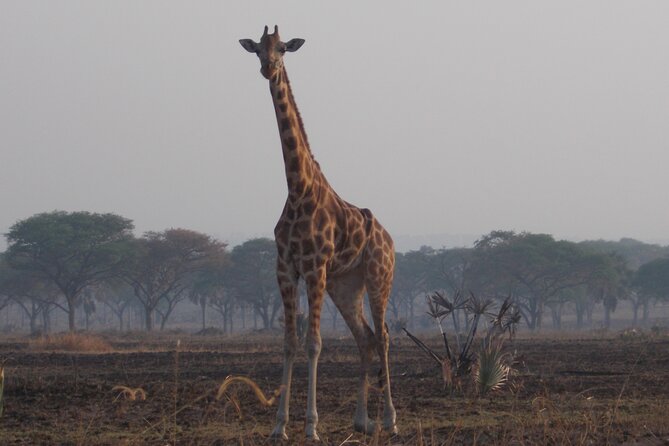 1 Day Lake Mburo Wildlife Safari - What you can expect inside the national park