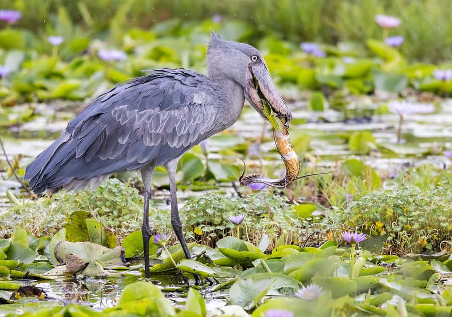 1-Day Mabamba Shoebill Birding Tour in Lake Victoria Entebbe - Key points at a glance