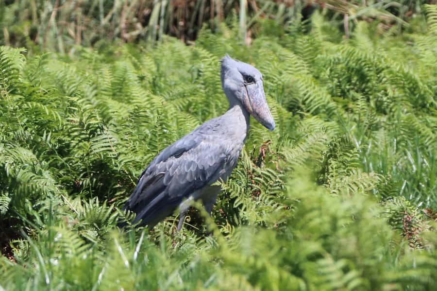 1-Day Mabamba Shoebill Birding Tour in Lake Victoria Entebbe - Why Mabamba is the right place to seek a shoebill