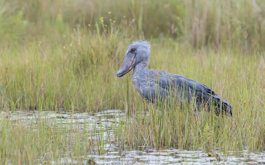 1-Day Mabamba Shoebill Birding Tour in Lake Victoria Entebbe - Crossing Lake Victoria before the canoe ride