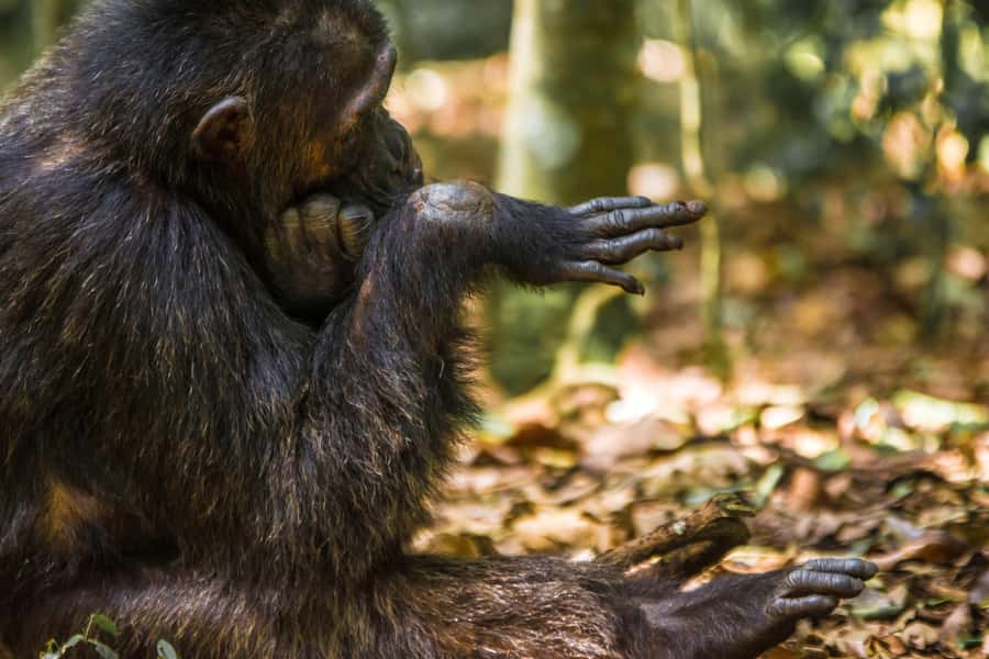 1-Day Ngamba Island chimpanzee tour - Crossing Lake Victoria to Ngamba Island