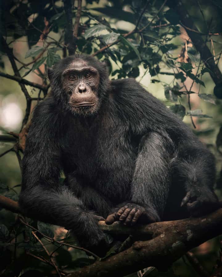 1-Day Ngamba Island chimpanzee tour - Arriving at a Former Fishing Village