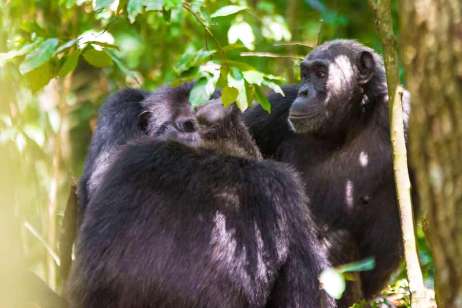 1-Day Ngamba Island chimpanzee tour - More Than Chimps: Monitor Lizards, Birds, and Island Views
