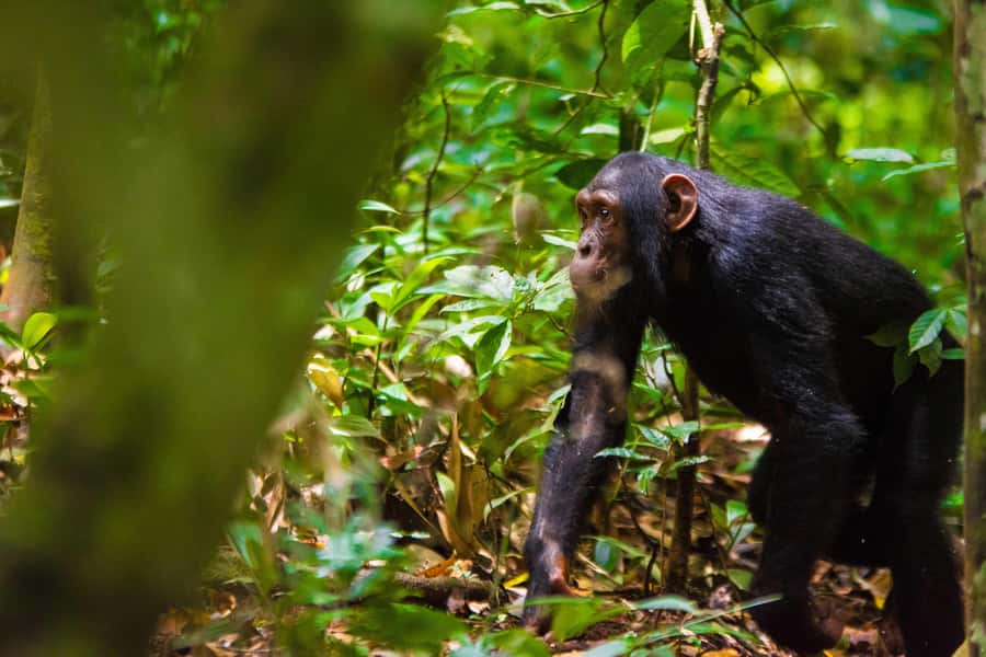 1-Day Ngamba Island chimpanzee tour - Meeting the Chimpanzees at Feeding Time