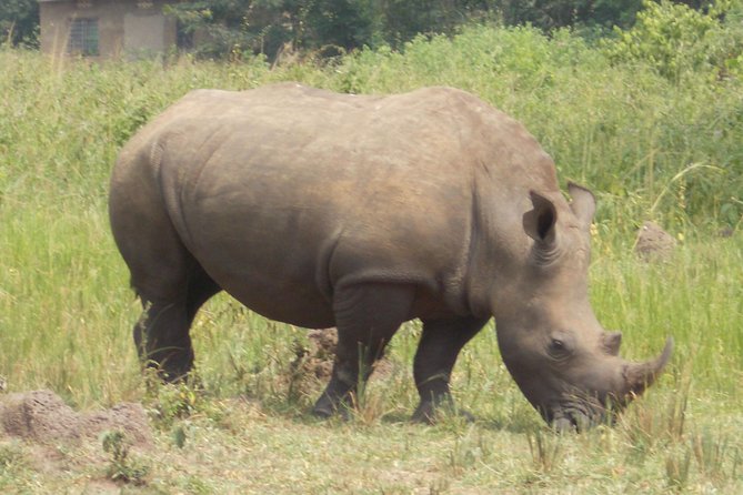 1 Day ziwa Rhino tracking trip - Why Ziwa Rhino Sanctuary Makes a Strong Day Trip