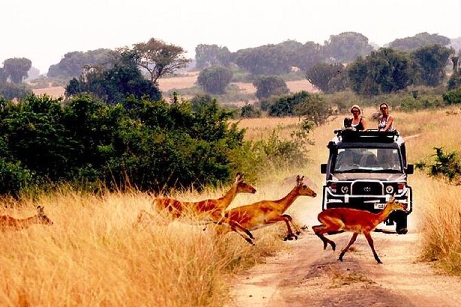 10-Day African Safari in Uganda from Kampala - From Entebbe to Uganda’s far north