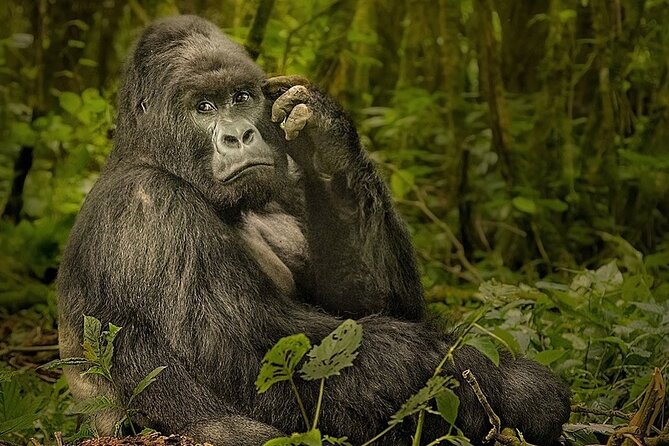 10-Day African Safari in Uganda from Kampala - Lake Mutanda and the approach to Bwindi