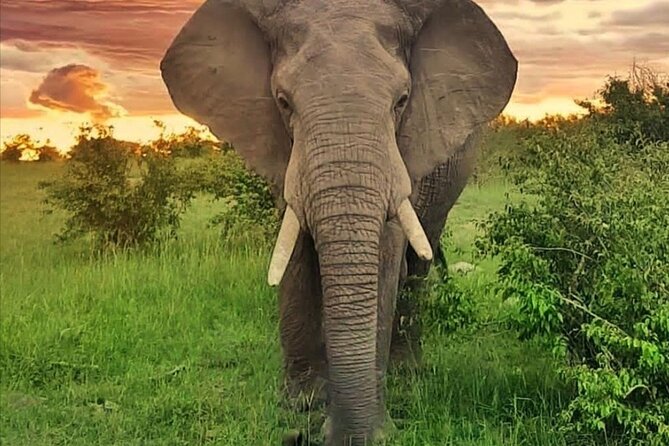 10-Day African Safari in Uganda from Kampala - Bwindi and the mountain gorilla trek