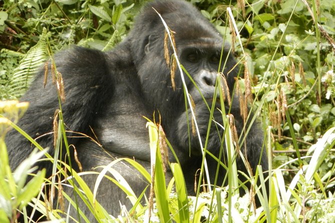 10 Day Best of Uganda Adventure Safari - Why this Uganda safari covers so much