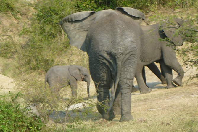 10 Day Best of Uganda Adventure Safari - Kibale National Park and the chimpanzee search