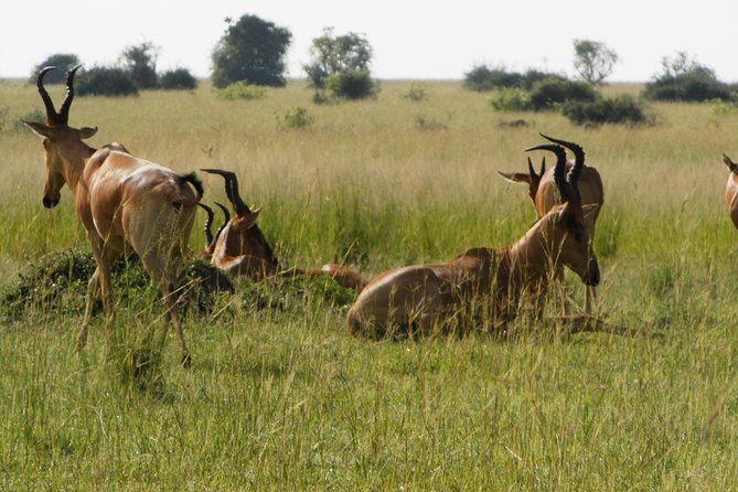 10 Day Best of Uganda Adventure Safari - Ishasha and the road to Bwindi