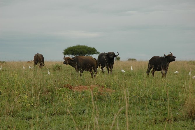 10 Day Best of Uganda Adventure Safari - Gorilla tracking in Bwindi