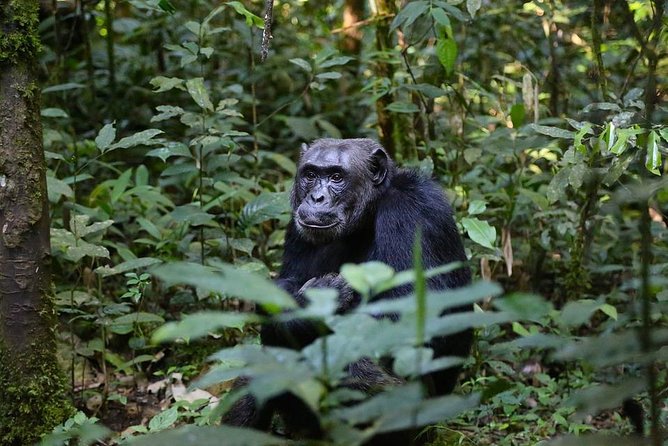10 Day Best of Uganda Adventure Safari - Arrival in Entebbe and the first night