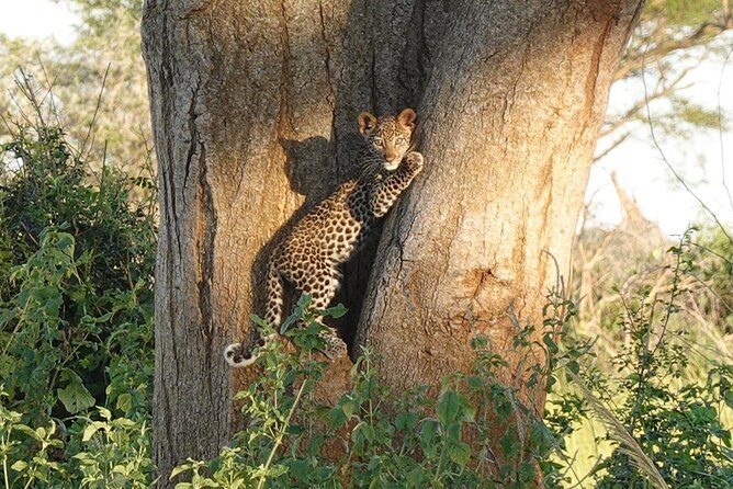 10-Day Big-7 Private Tour Experience in Uganda Safari - Day 3: Bigodi Wetlands and the road to Kibale