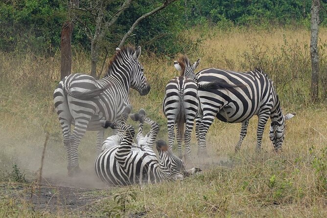 10-Day Big-7 Private Tour Experience in Uganda Safari - Day 4: Chimpanzees in Kibale and crater views in Queen Elizabeth