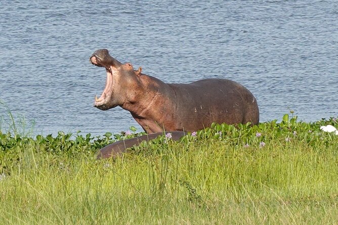 10-Day Big-7 Private Tour Experience in Uganda Safari - Day 5: Queen Elizabeth game drives and Kazinga Channel